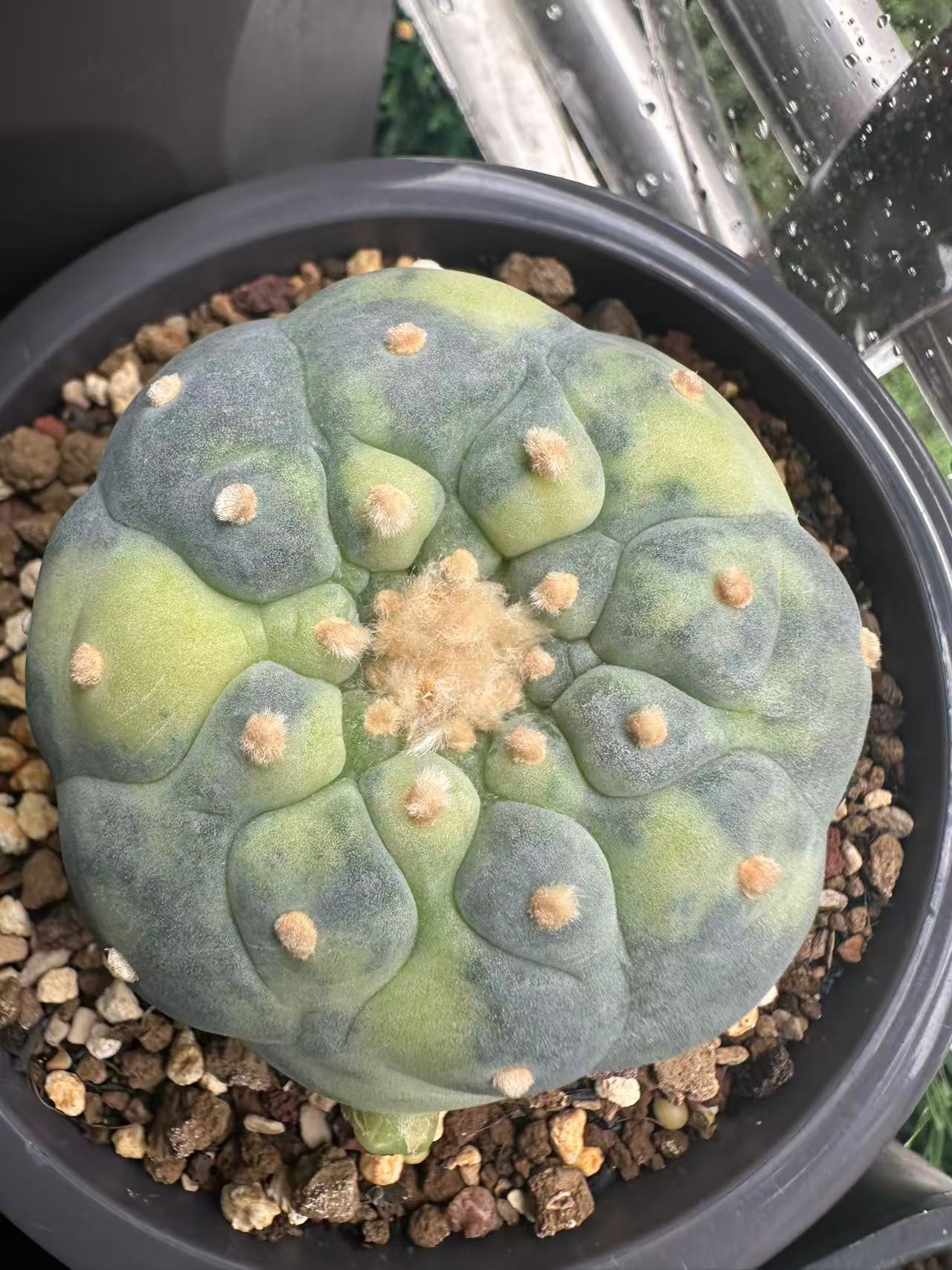 银冠玉锦种子