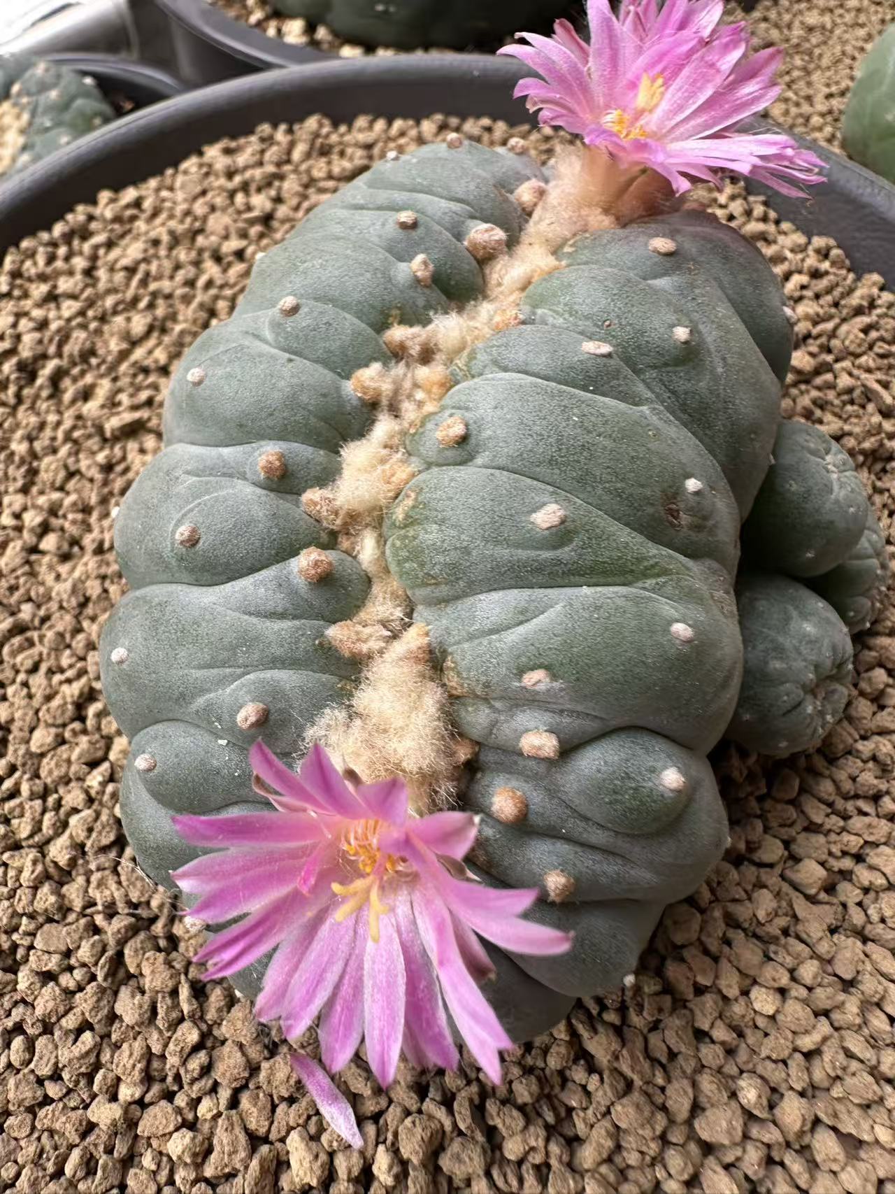 缀化鱼