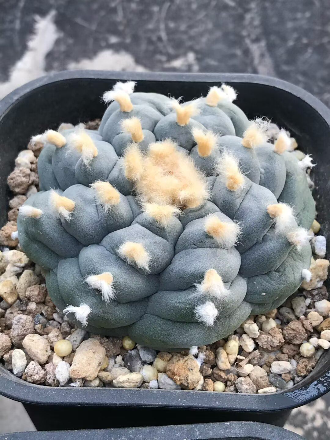 乌羽玉