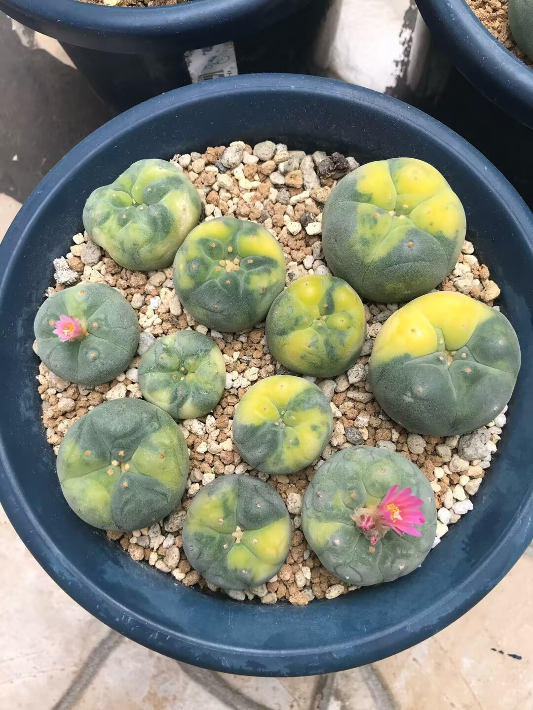 原地植物分享1