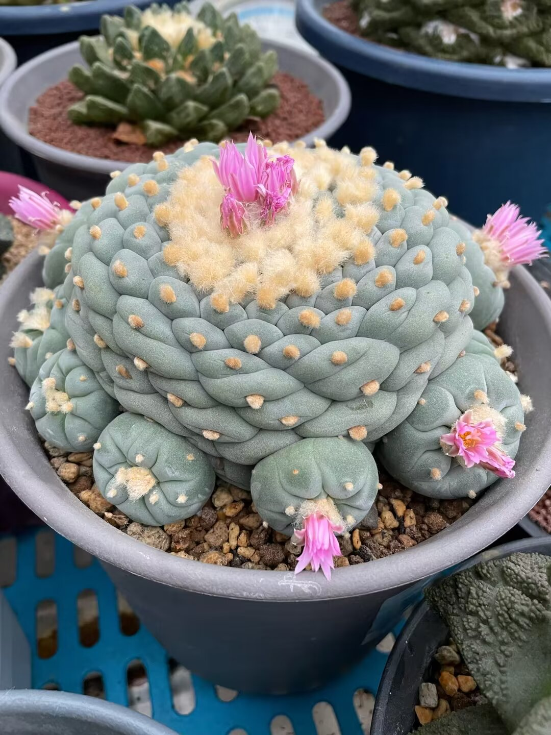 银冠玉