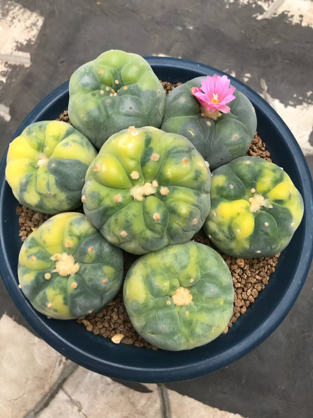 图片 1