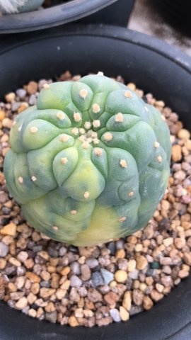 银冠玉锦