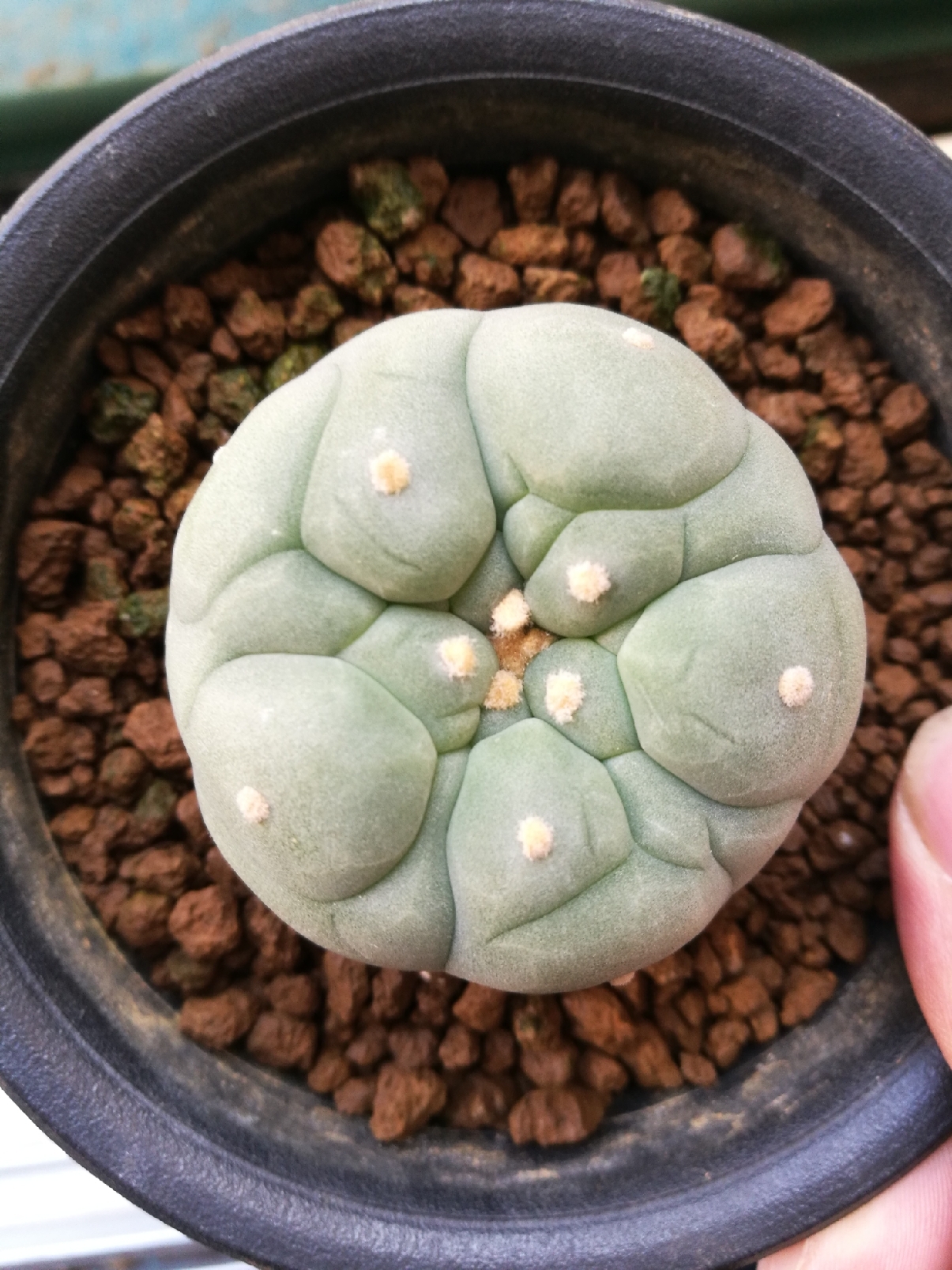 佛头银冠玉