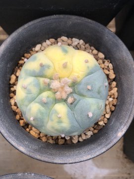 图片 1