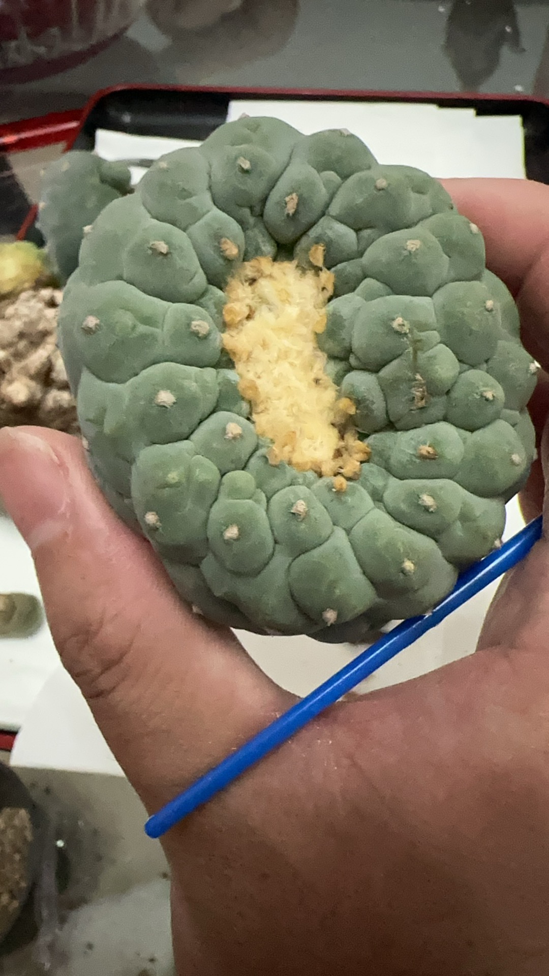 银冠玉缀化1号记录