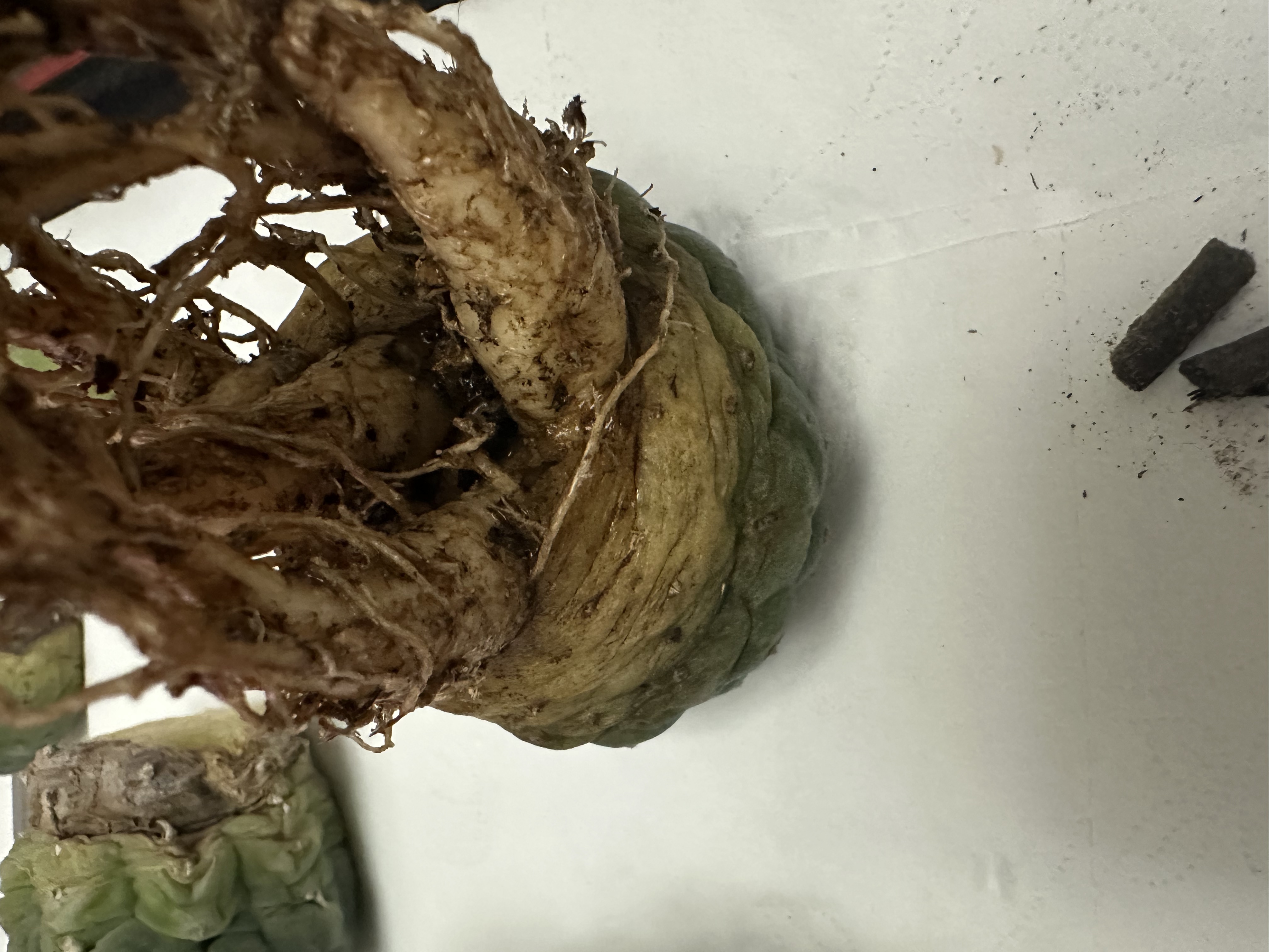 银冠玉缀化1号记录