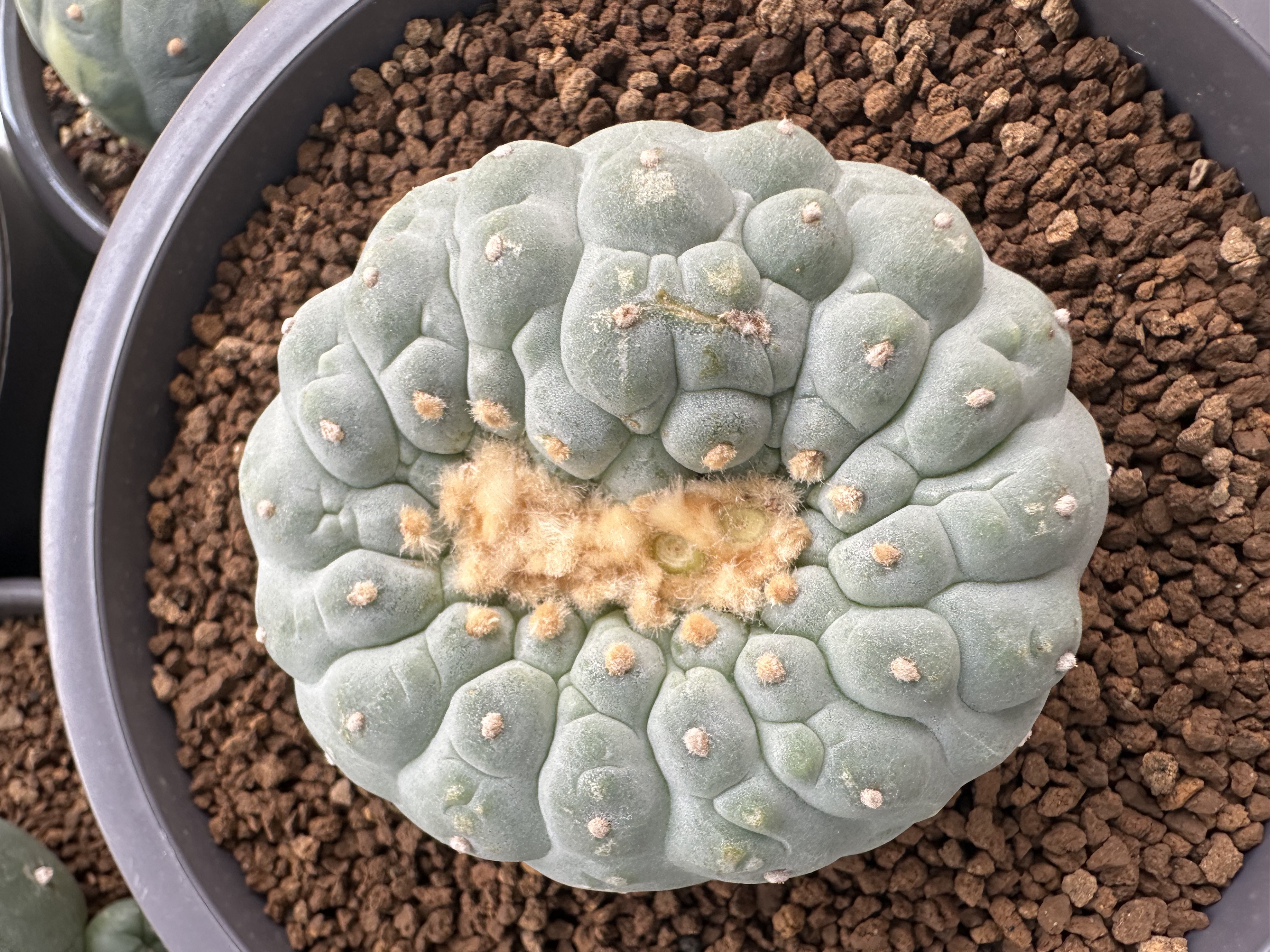 银冠玉缀化1号记录