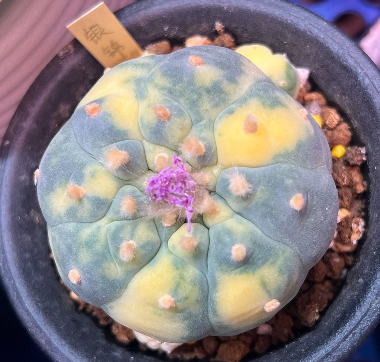 小疣银冠玉锦