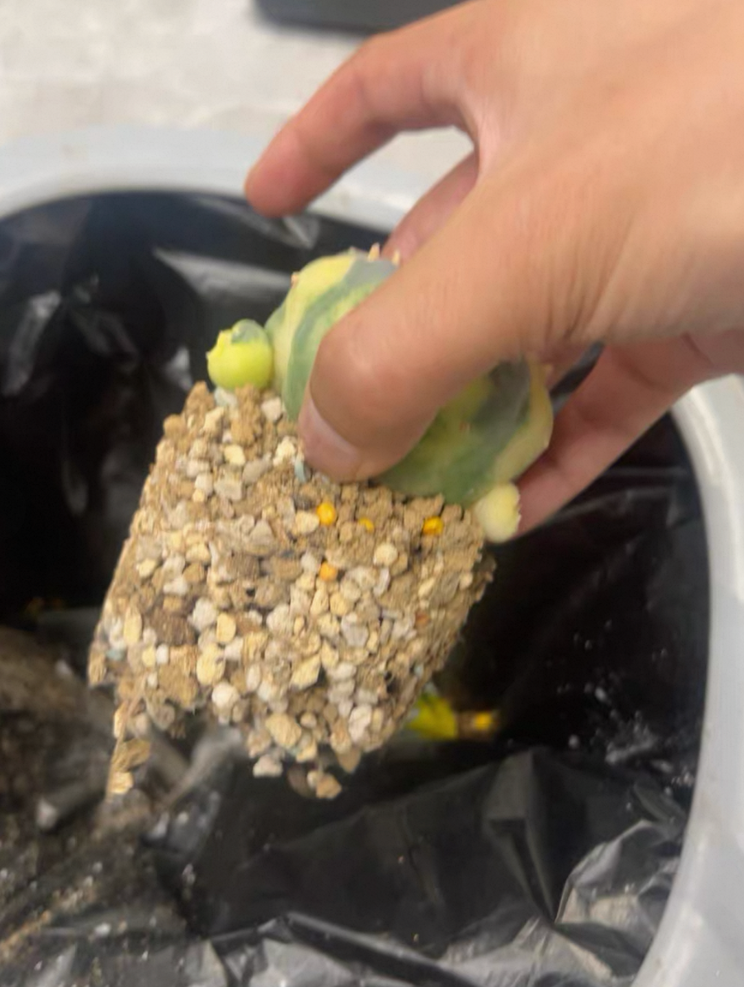 小疣银冠玉锦