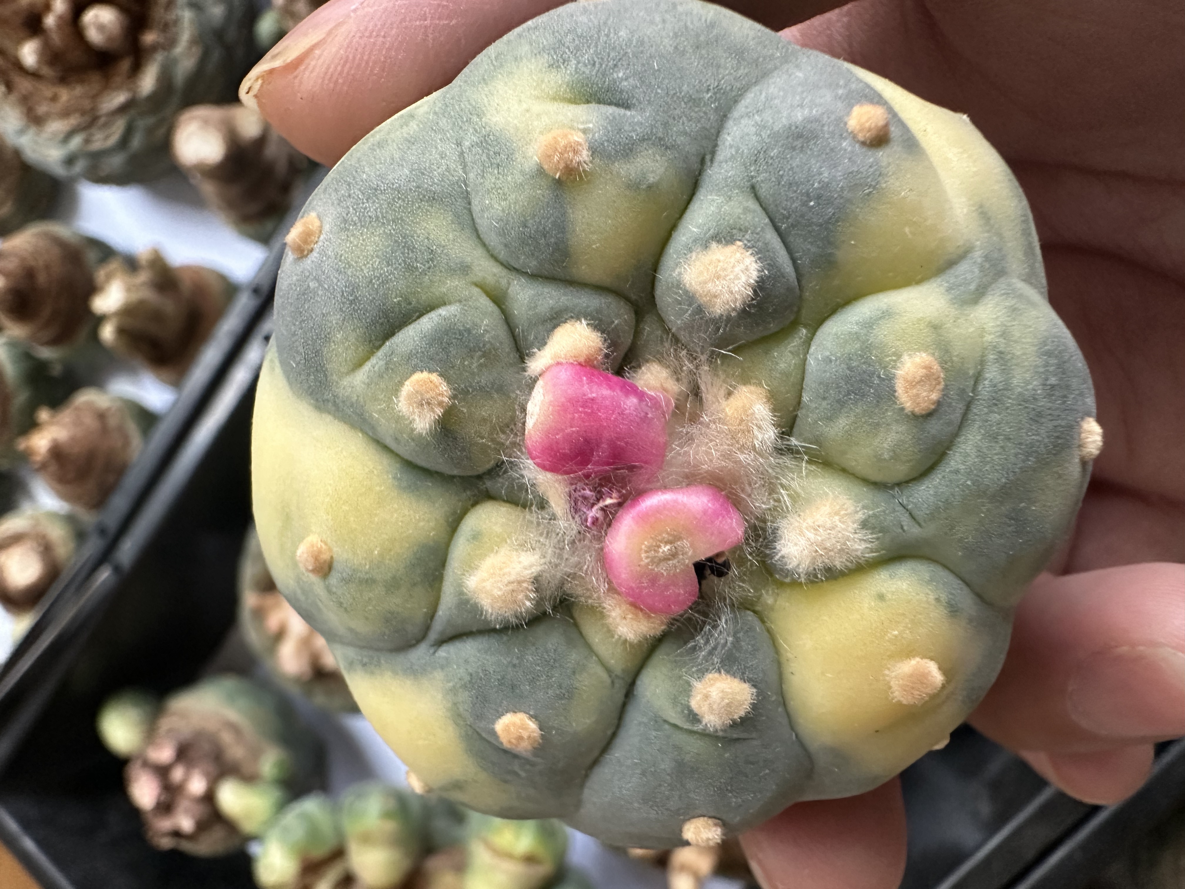 小疣银冠玉锦