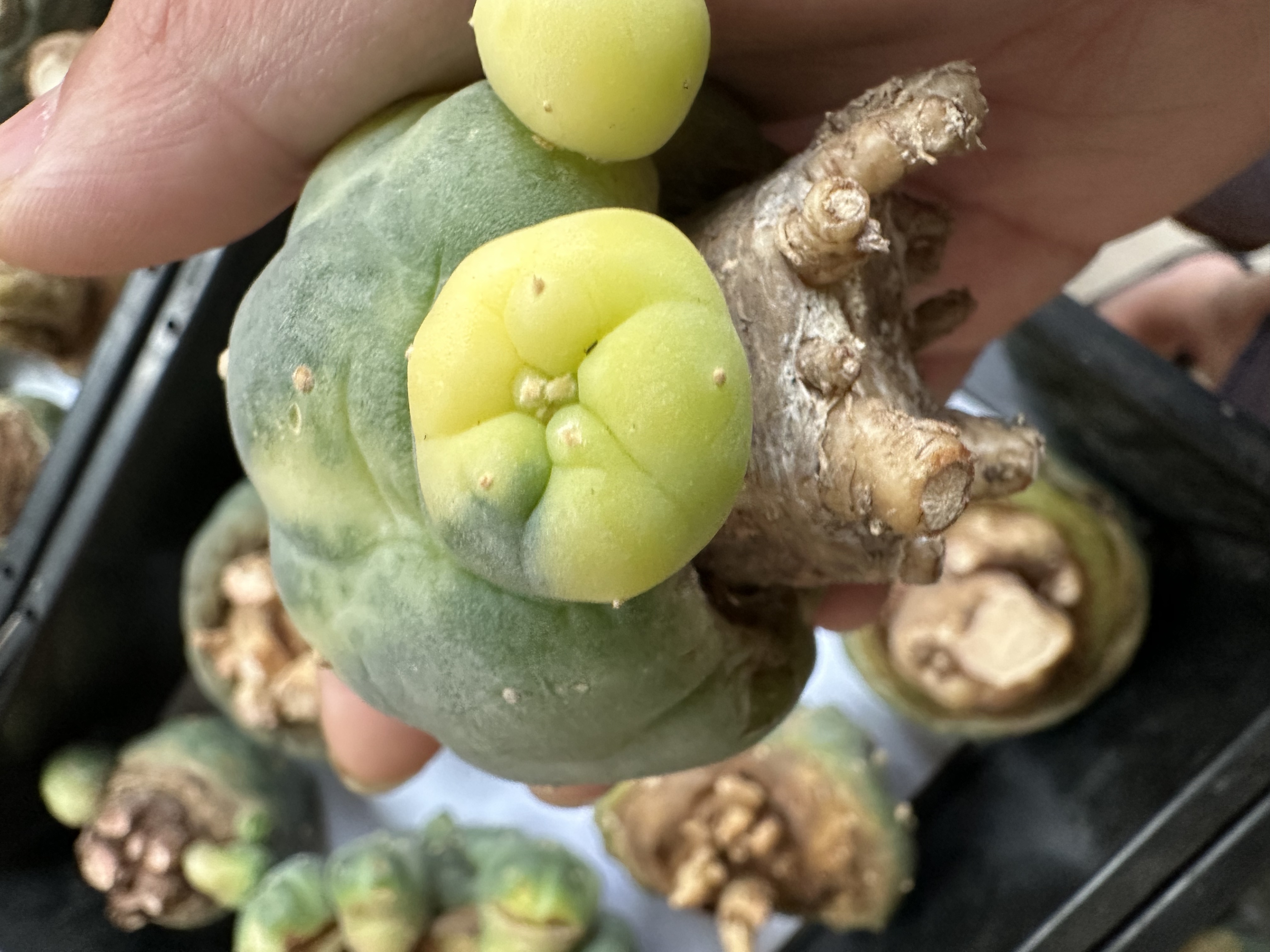 小疣银冠玉锦