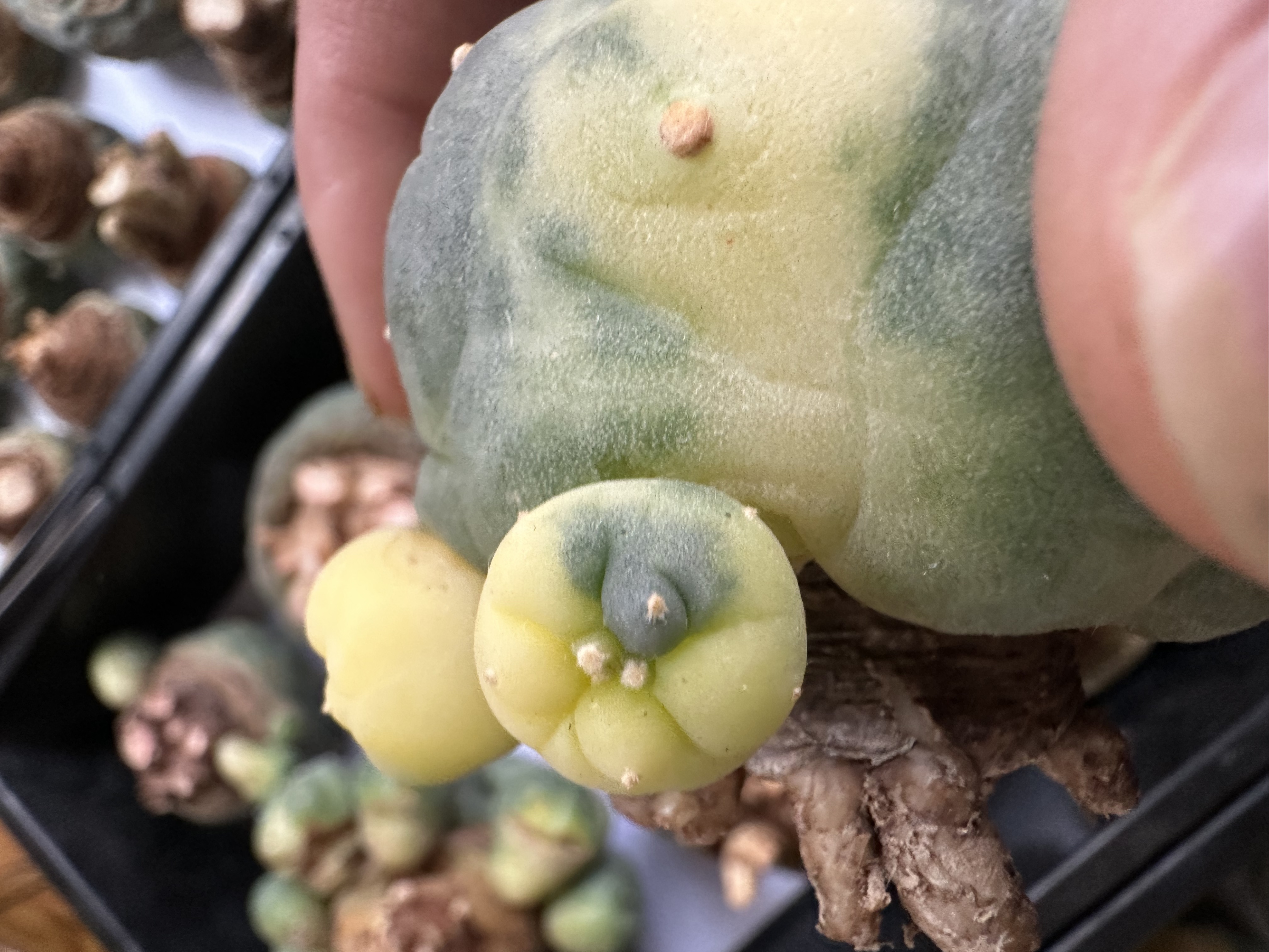小疣银冠玉锦