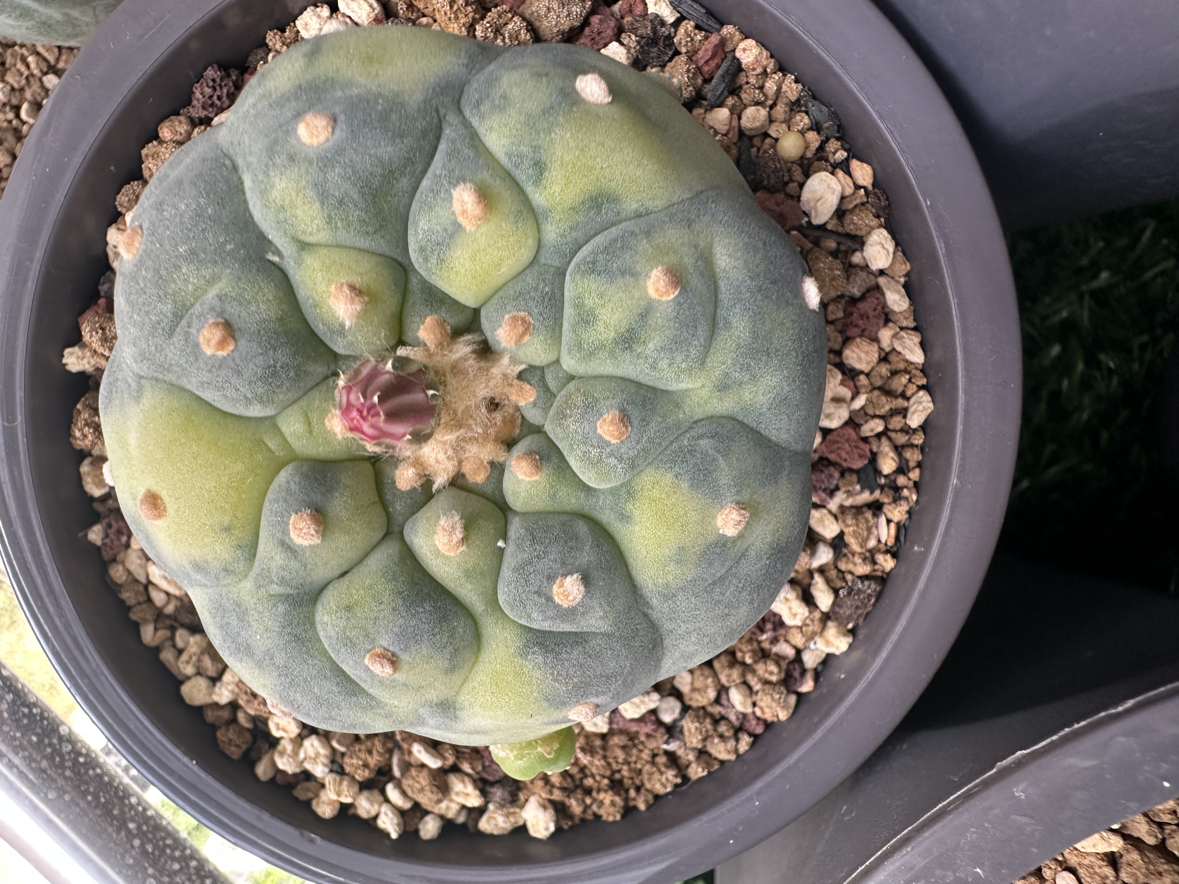 小疣银冠玉锦