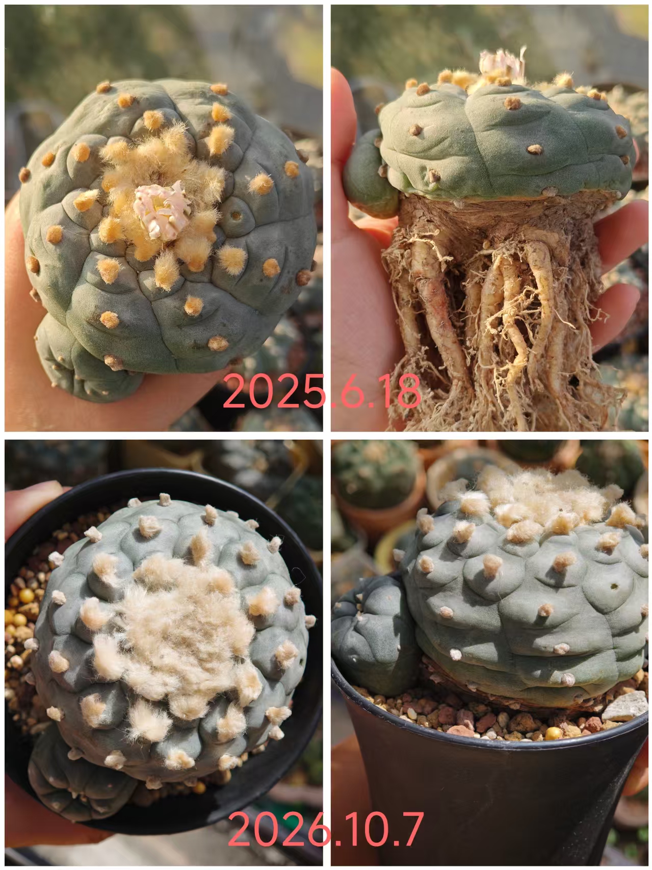 肉姐购与鱼少的kk肋骨 1